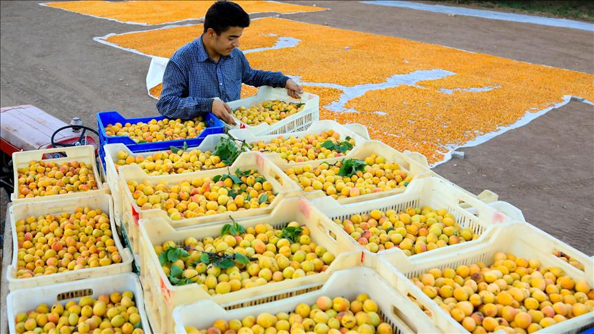 Palestina prohíbe importación de verduras y frutas provenientes de Israel