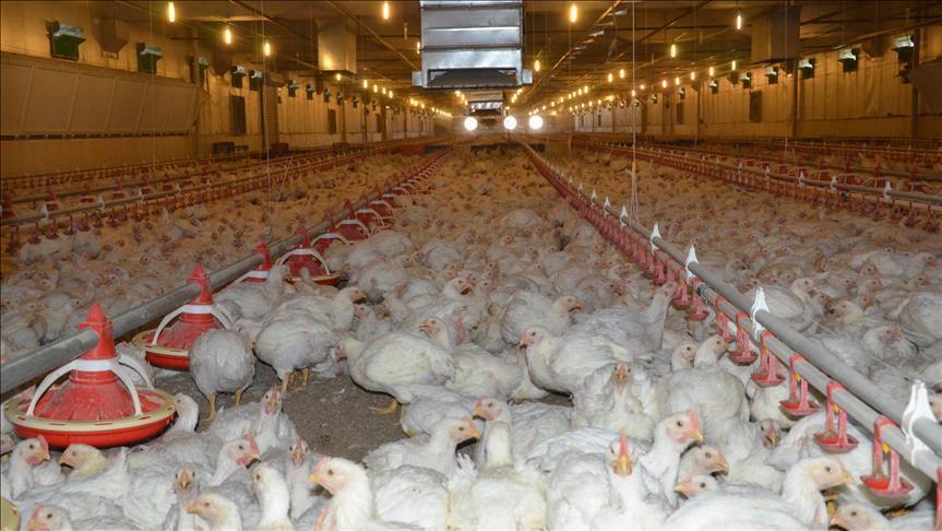 لە ٣١ وڵاتەوە ھاوردەکردنی مریشک و بەرووبوومەکانی قەدەغەدەکرێت