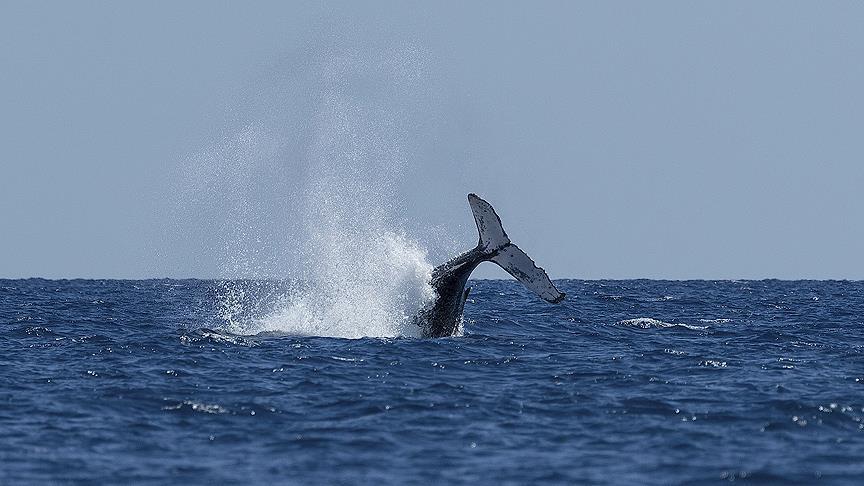 Japón bajo críticas de países y ONG por reiniciar cacería de ballenas