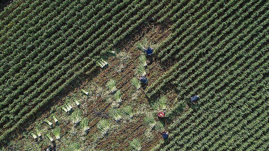 Pırasa ihracatı üreticiyi sevindirdi