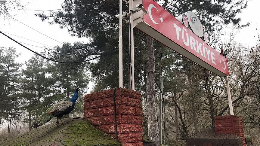 Türkiye'ye gelenleri hudutta tavus kuşları karşılıyor