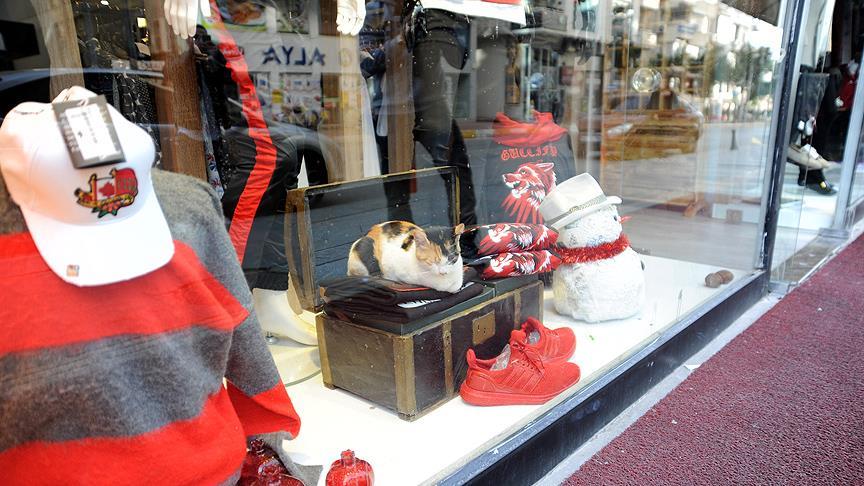 Üşüyen sokak kedileri mağaza vitrinlerinde ısınıyor