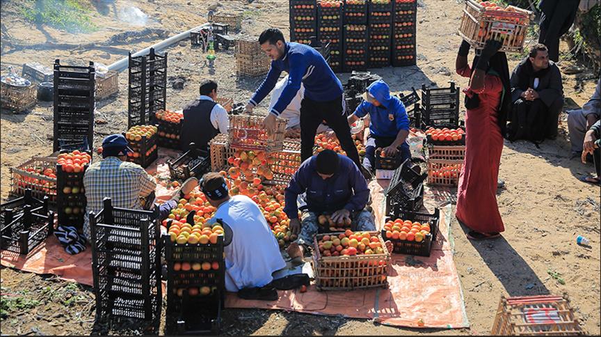 حصاد الطماطم بمصر.. أياد ناعمة تقطف "المجنونة"(تقرير مصور)