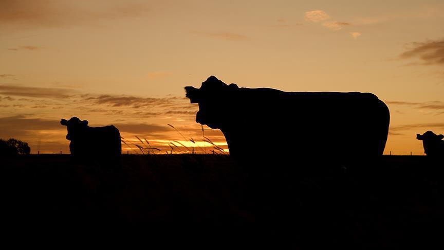 India: Muslim man lynched on suspicion of cow theft