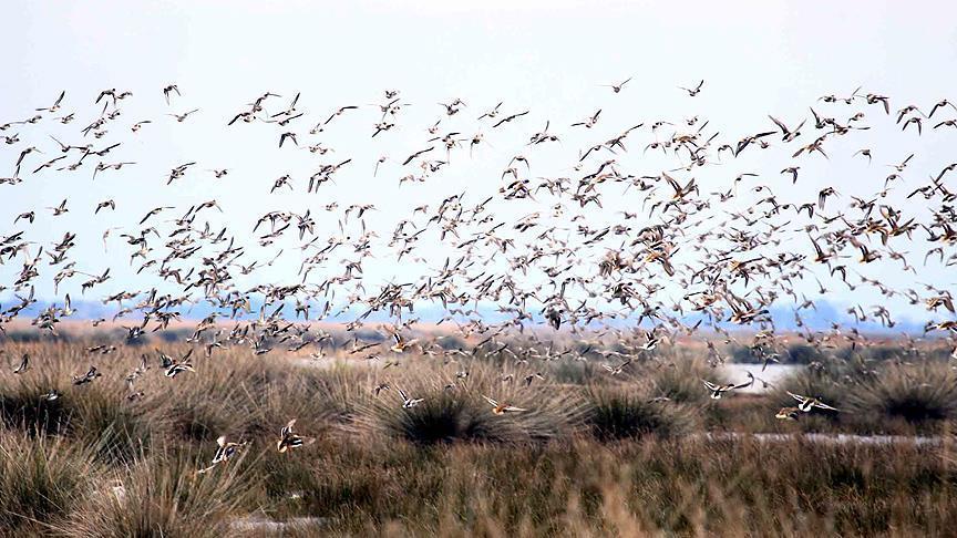 Le Delta de Kizilirmak, un sanctuaire paradisiaque pour les oiseaux migrateurs 
