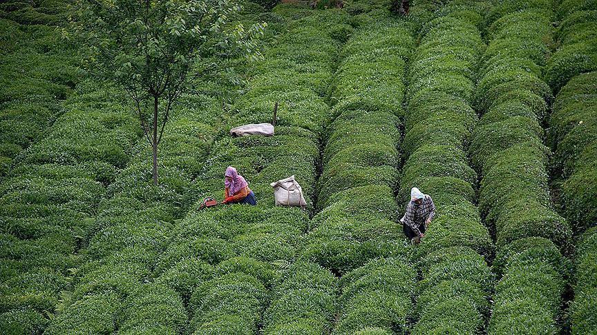 Производство чая в Турции достигло рекордных показателей