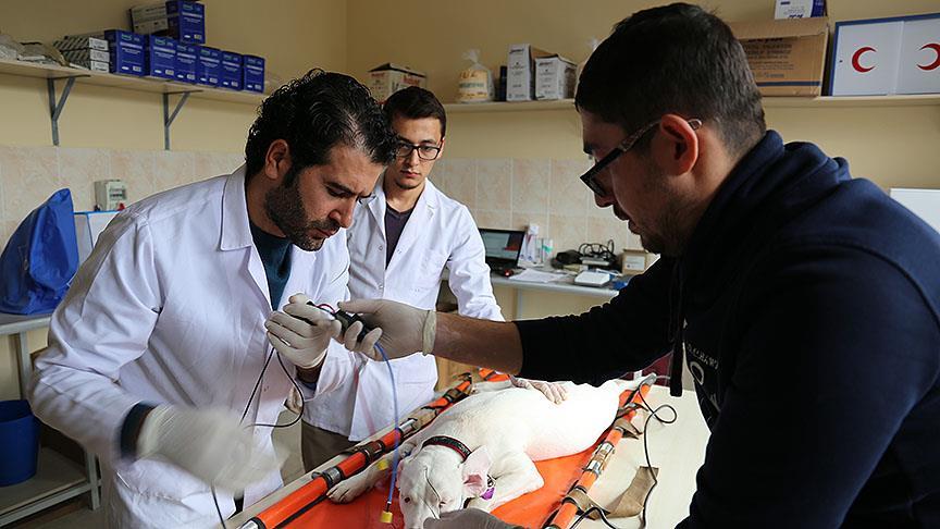 Kopege Isitme Testi Yapildi