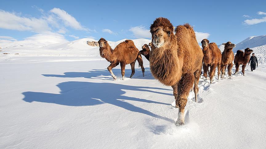 Güreş develerini karlı tepelerde yetiştiriyorlar