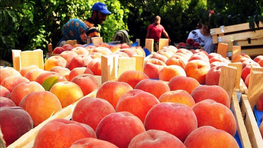 Турецкий экспорт персиков бьет рекорды 