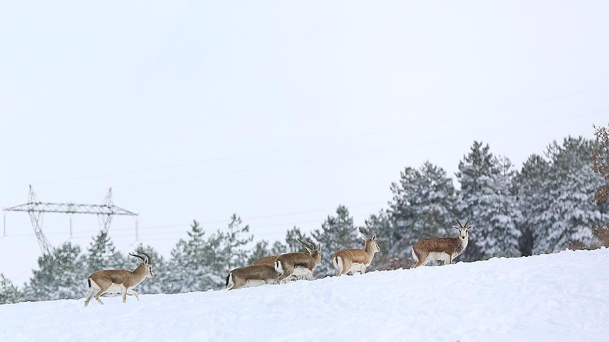 Türkiye'nin ilk fauna tanıtım alanında kış güzelliği