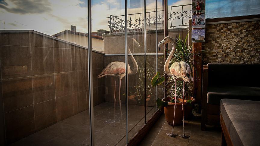 Turska: Fotograf i avanturista o sovi i povrijeđenom flamingosu vodi brigu u svojoj kući
