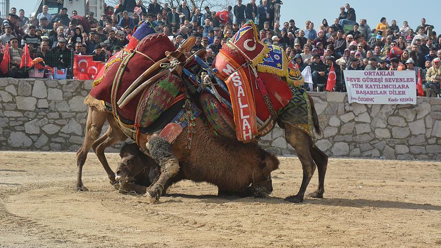 Turkey preparing to get camel wrestling on UNESCO list