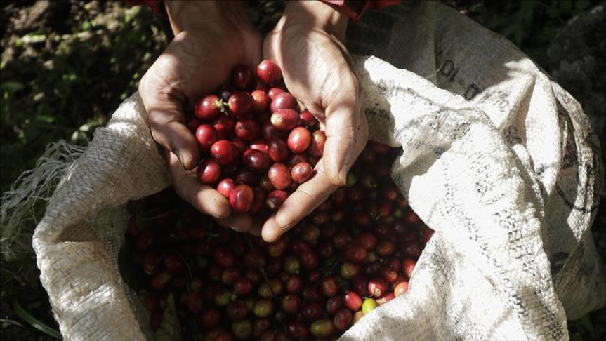 Asosiasi pengusaha Turki incar kerja sama kopi dengan Indonesia