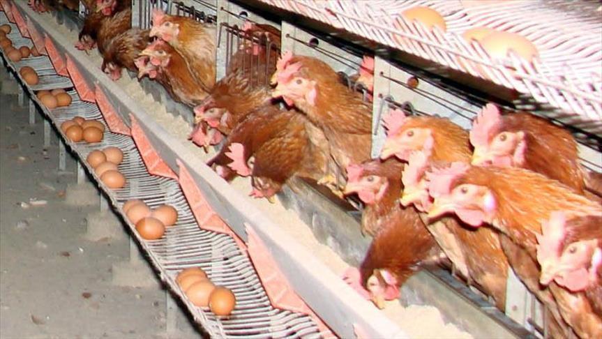 Turkey's poultry production narrows in November