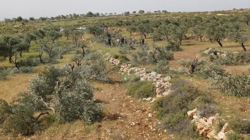 Zapadna obala: Jevrejski doseljenici oštetili palestinski maslinjak