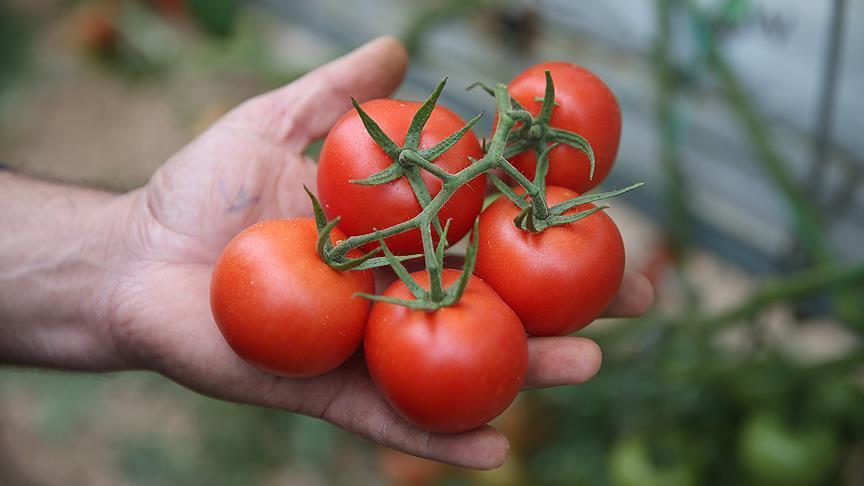 Russia to double tomato imports from Turkey: Minister