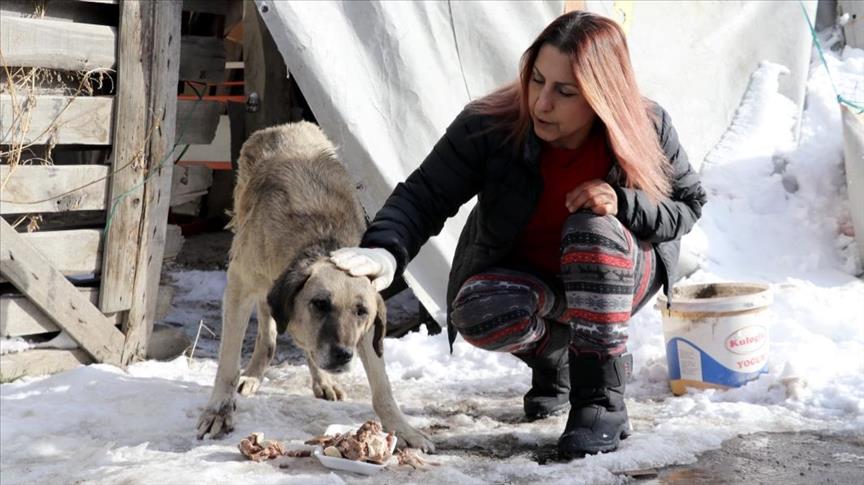 Profesoresha miqësore e kafshëve, që prej 20 vitesh ushqen kafshët e rrugëve