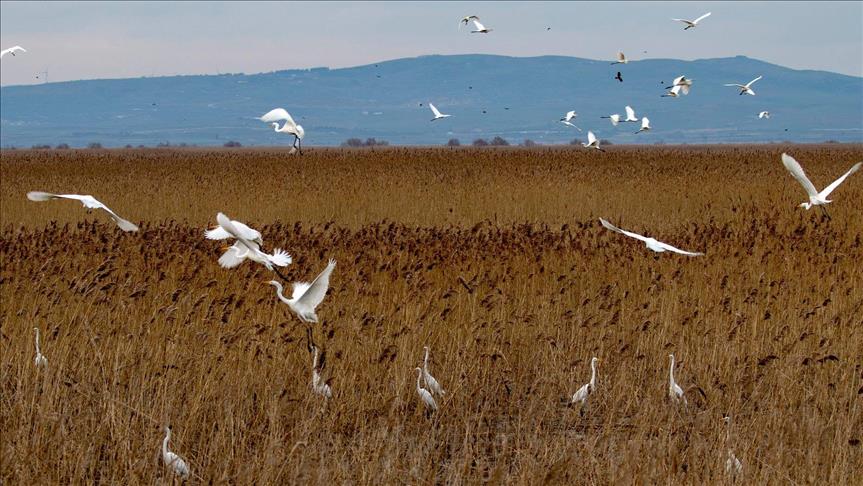 Uluabat Gölü'nde su kuşu popülasyonu arttı