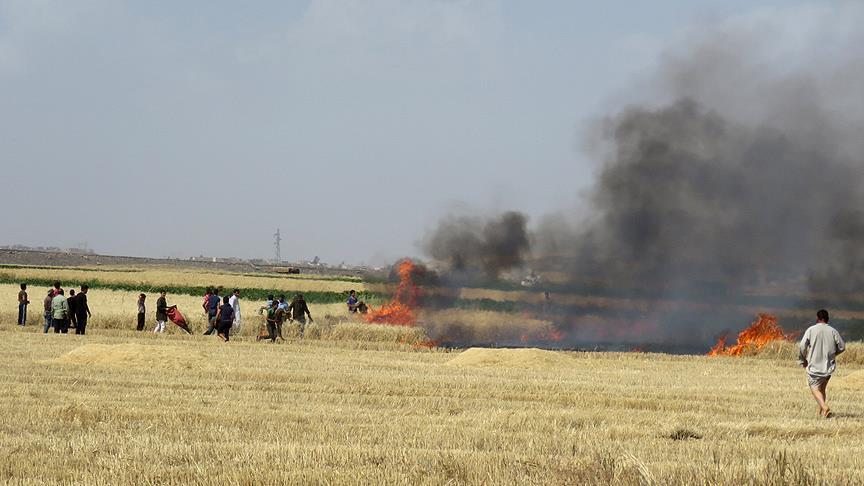 Israel razed 35% of Gaza’s farmland since 2000: NGO