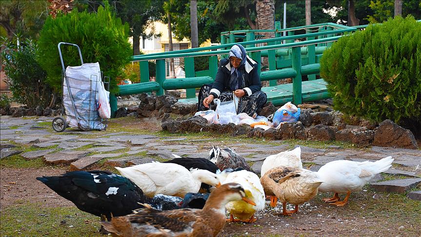 رسیدگی بانوی 70 ساله به حیوانات خیابانی در حتای ترکیه 