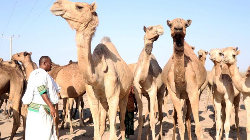 Huge Ethiopian fan of Turkish leader has camel for him