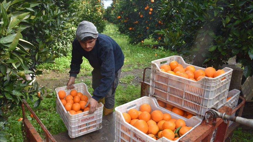 Ege'nin narenciye bahçesinde yüksek verim üreticiyi sevindirdi