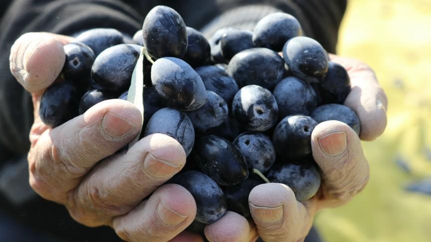 Sofralık zeytin ihracatı arttı