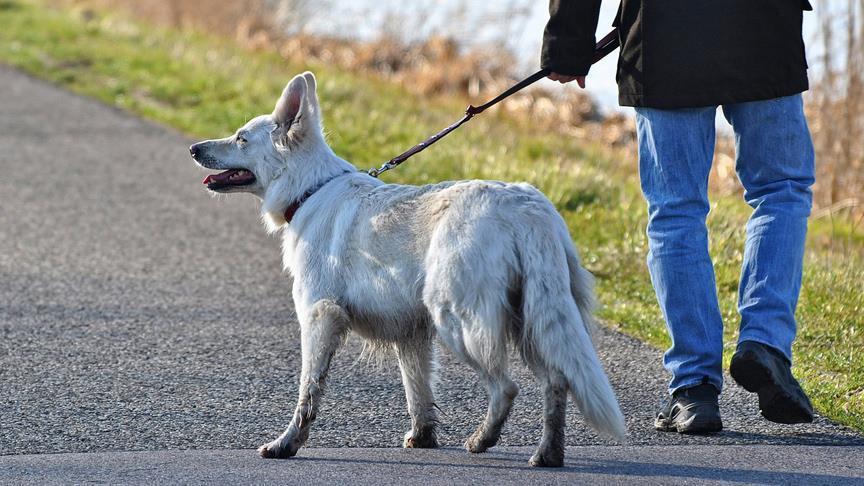 why dogs should be allowed in public places