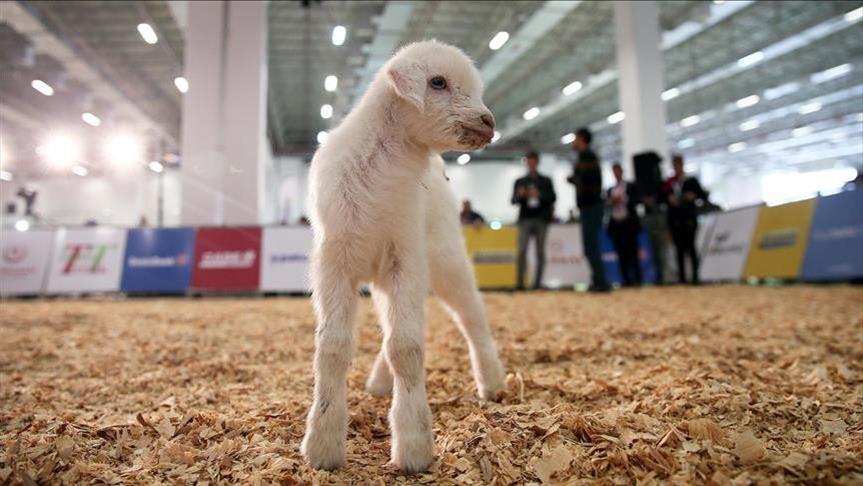 Turquie: Izmir va accueillir la "14ème Agroexpo"
