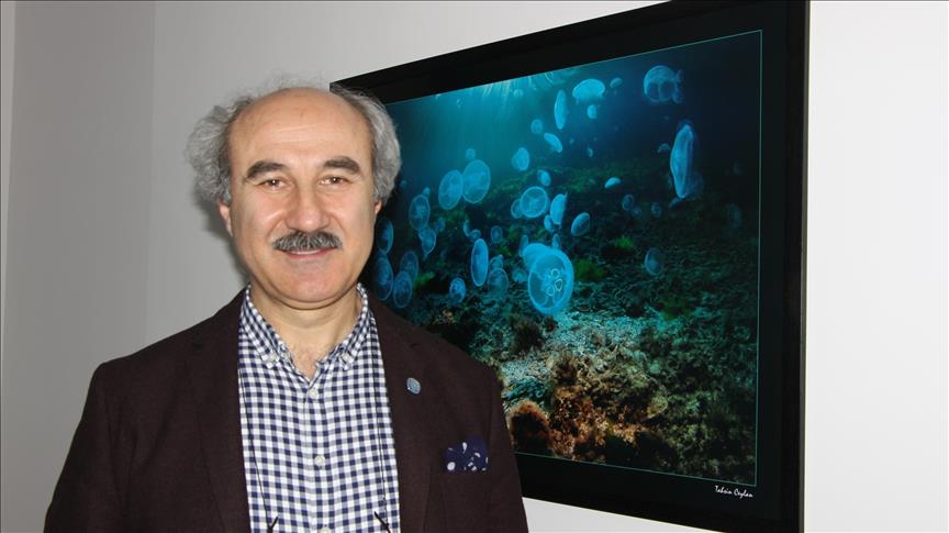 'Denizanası ölümleri deniz kirliliğinden kaynaklanmıyor'