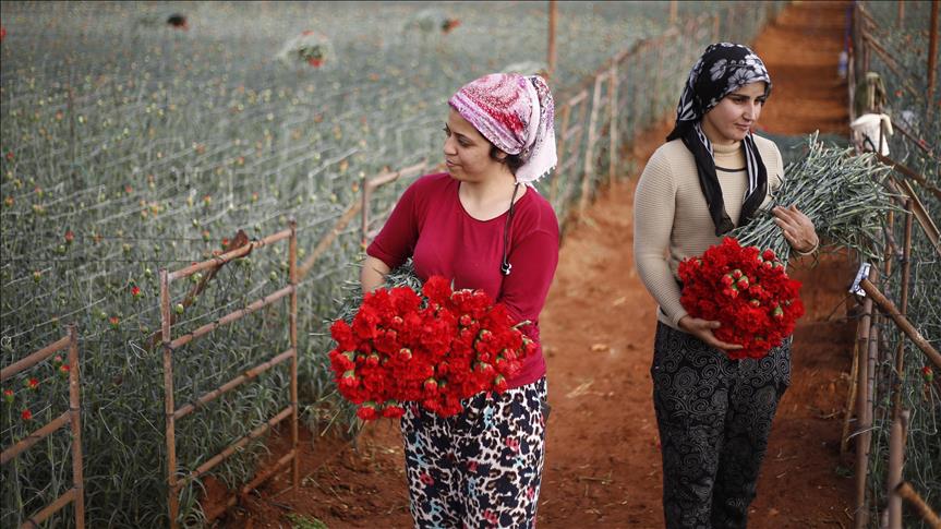 Turquía planea exportar flores a 85 países en 2019