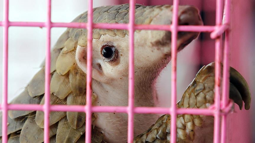 Se incautaron 30 toneladas de carne de pangolín en Malasia