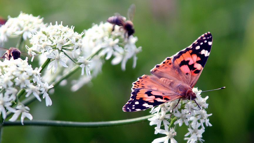 Over 40 percent of insect species could go extinct soon