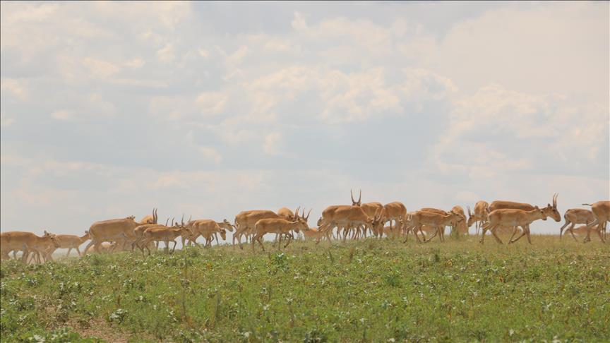 Kazakistan'da sayga antilopları adım adım izleniyor