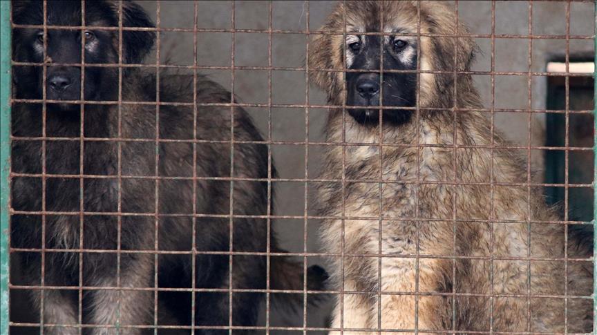 Novi Sad: Kako je šarplaninac Paša iz Petrovaradina završio kod Putina 