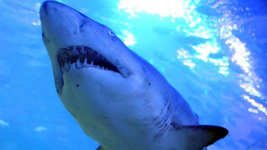 Avustralya'da sahilde sörf yapan kişi köpek balığı saldırısına uğradı