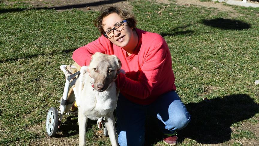 Nine-month-old disabled dog finds home