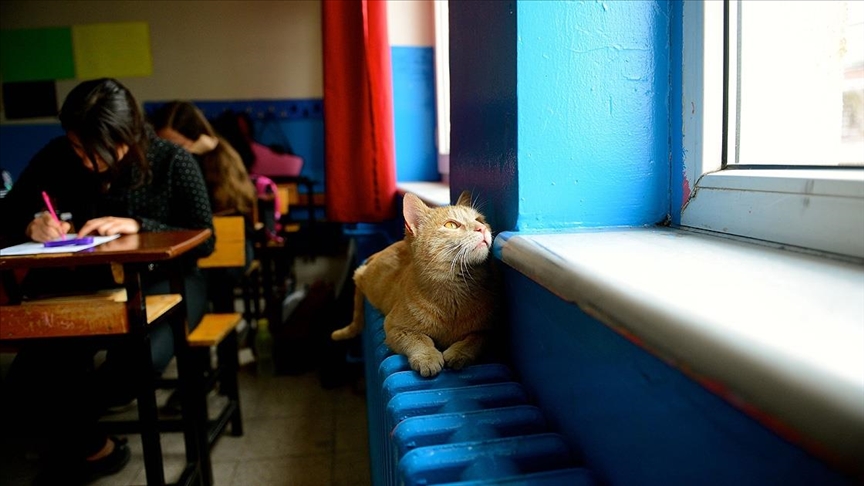 Students in Turkish school adopt stray cat Namik