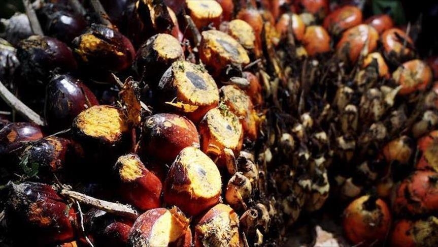 Negara penghasil sawit siap gugat Eropa ke WTO