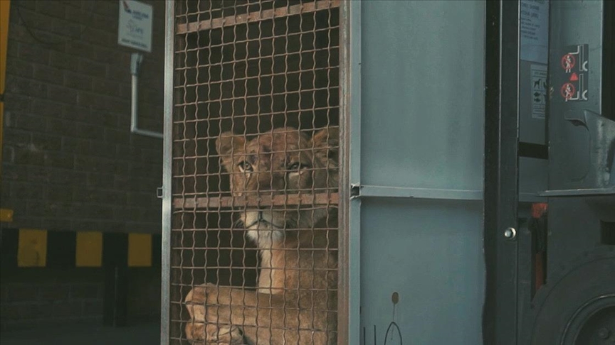 Turkish Cargo transporte, gratuitement, 4 lions de l'Ukraine vers l'Afrique du Sud