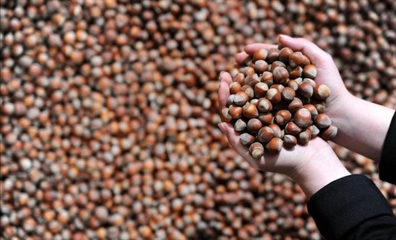 Turkey earns $954M in hazelnut exports in 6 months