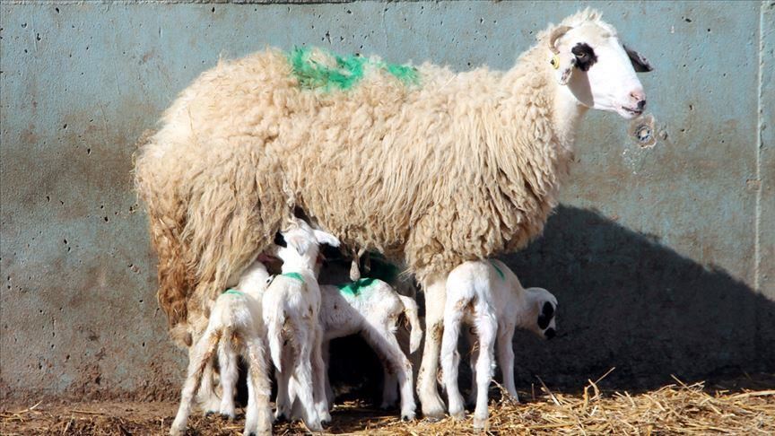 Турција: Една овца роди 6 јагниња