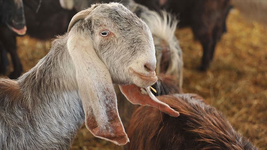 Kota Vermont AS pilih kambing sebagai walikota kehormatan