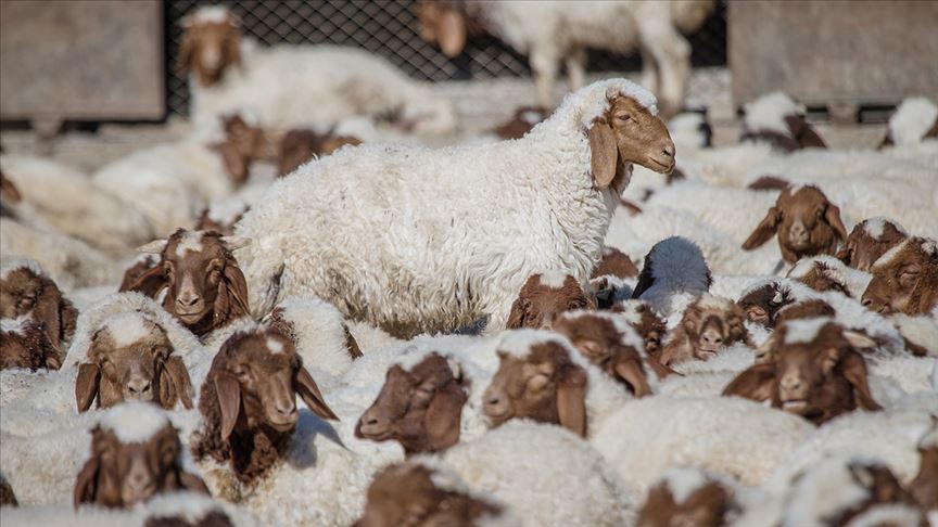 Tarım ve Orman Bakanı Pakdemirli: Anaç koyun keçi destek ödemeleri bugün başlıyor