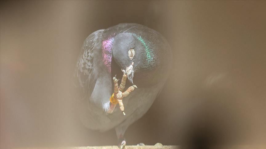 Во Белгија продаден гулаб по рекордна цена од над милион евра