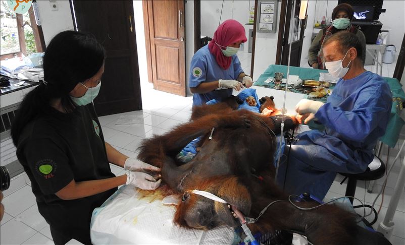 Orangutan Hope yang buta karena peluru rampung operasi tulang bahu
