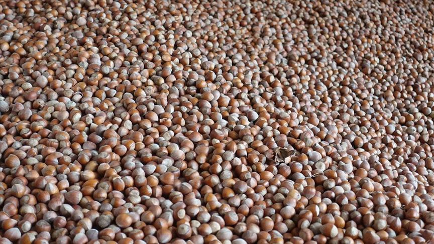 'Fındıkta 1 milyar dolara yakın gelir kaybı söz konusu olabilir'