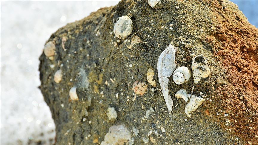 Muş'ta 11 milyon yıllık fosiller bulundu