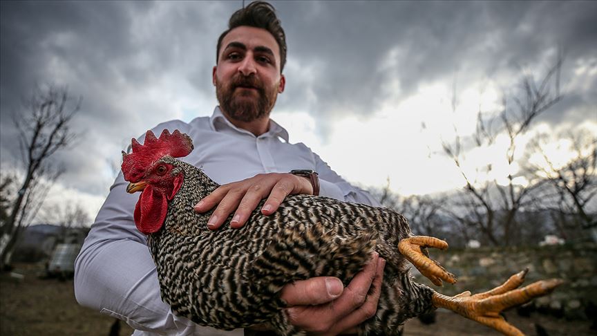 Tavuklarına 'Mozart' dinleten girişimci yumurta taleplerinden memnun