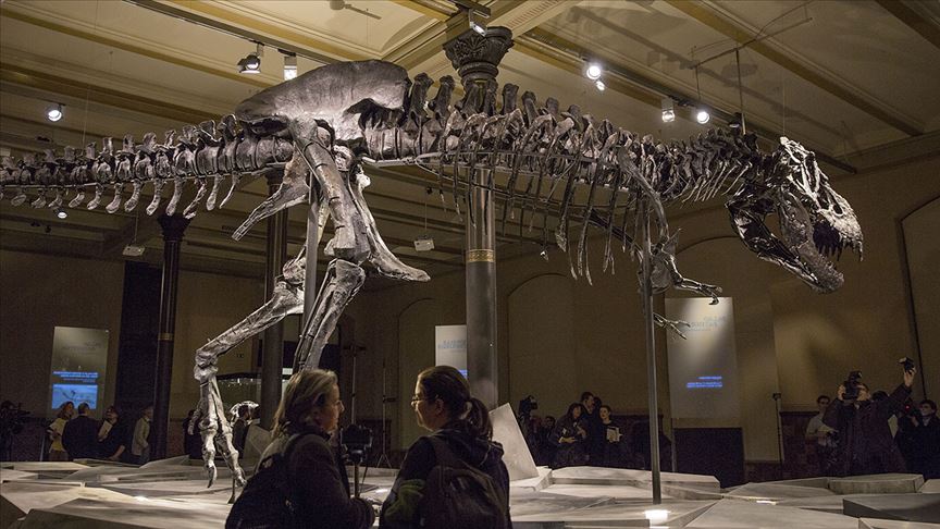 Kanada'da dünyanın en büyük ve en yaşlı T-rex fosili bulundu 
